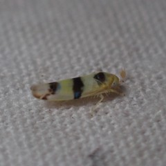 Empoa gillettei
