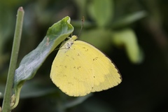 Eurema mandarina