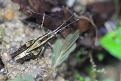 Traulia ornata