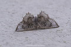 Epiplema reticulata