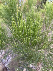 Baccharis
