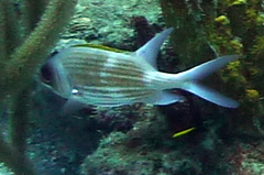 Holocentrus adscensionis