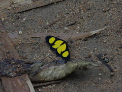 Cyllopoda jatropharia