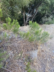 Baccharis
