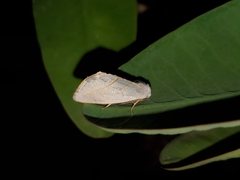 Plagiomimicus argyropolia