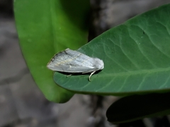 Plagiomimicus argyropolia