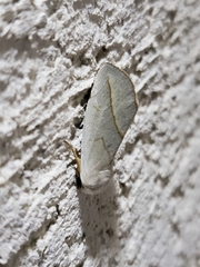 Plagiomimicus argyropolia