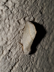 Plagiomimicus argyropolia