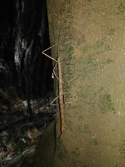 Heteronemia