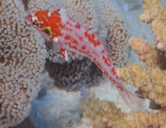 Macropharyngodon choati