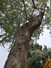 Pithecellobium dulce