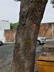 Pithecellobium dulce