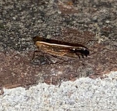 Stenocranus brunneus