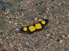 Cyllopoda jatropharia