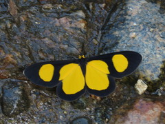 Cyllopoda jatropharia