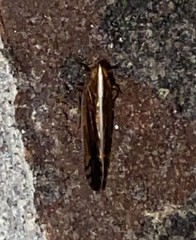 Stenocranus brunneus