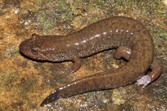 Desmognathus welteri