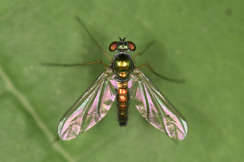 Amblypsilopus scintillans (Loew, 1861)