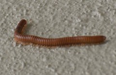 Orthoporus