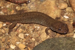 Desmognathus welteri
