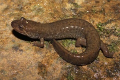Desmognathus welteri