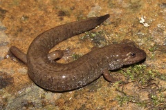 Desmognathus welteri