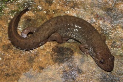 Desmognathus welteri