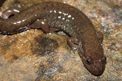 Desmognathus welteri