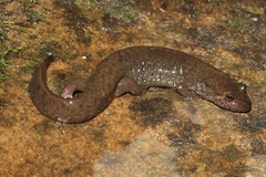 Desmognathus welteri