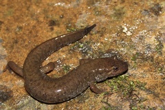 Desmognathus welteri