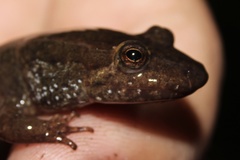 Desmognathus welteri