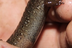 Desmognathus welteri