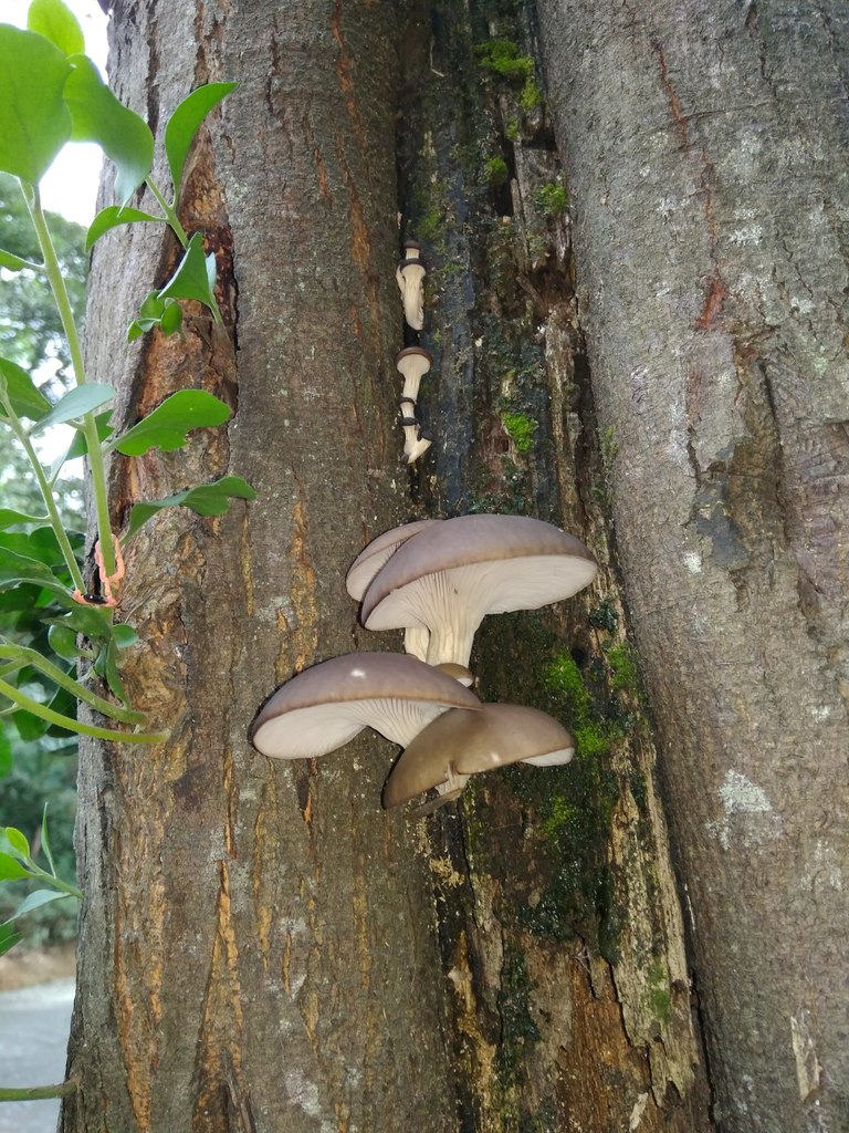 Pleurotus ostreatus · April 2018 · photo: © cristianriquelme (iNaturalist, cc-by)