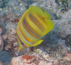 Chaetodon rainfordi