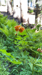 Lilium pardalinum