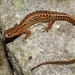 Long-tailed Salamander - Photo (c) Ty Smith, some rights reserved (CC BY-NC), uploaded by Ty Smith