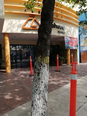 Terminalia kaernbachii