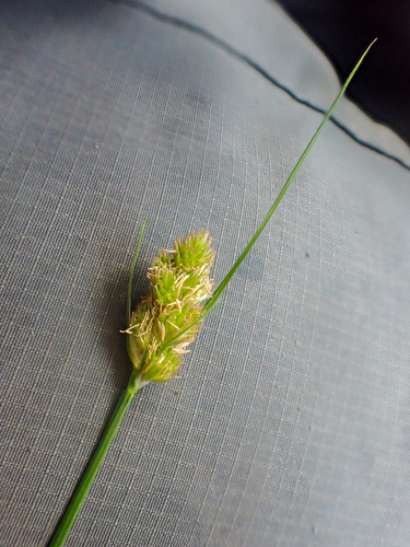 slenderbeak sedge (Carex athrostachya)