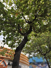 Terminalia kaernbachii