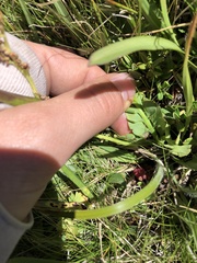 Botrychium simplex image