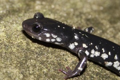 Plethodon kentucki