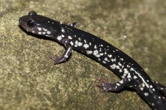 Plethodon kentucki