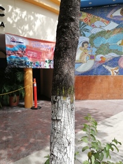 Terminalia kaernbachii