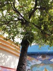 Terminalia kaernbachii