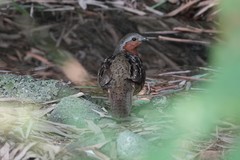 Bambusicola thoracicus