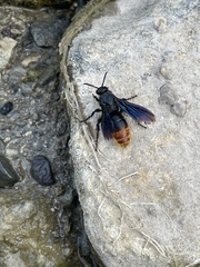 Scolia dubia haematodes