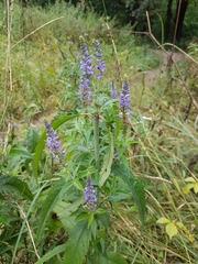 Veronica longifolia