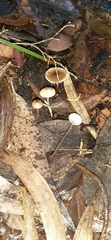 Mycena marangania