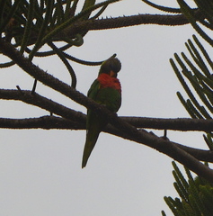 Trichoglossus haematodus deplanchii