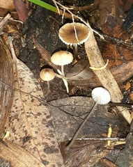 Mycena marangania